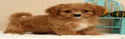 Cavapoo dogs for sale: Anson - Ad 8