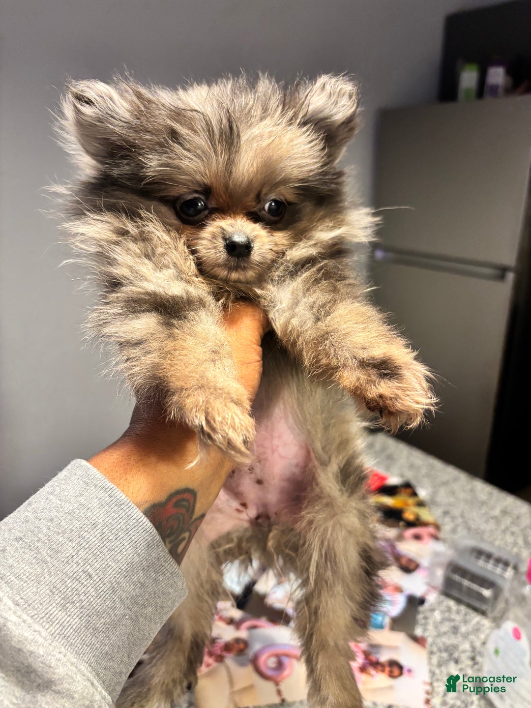 Pomeranian dogs for sale: Oreo - Ad 1