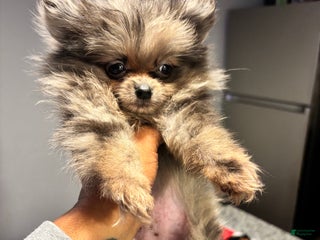 Pomeranian dogs Oreo - Ad 11