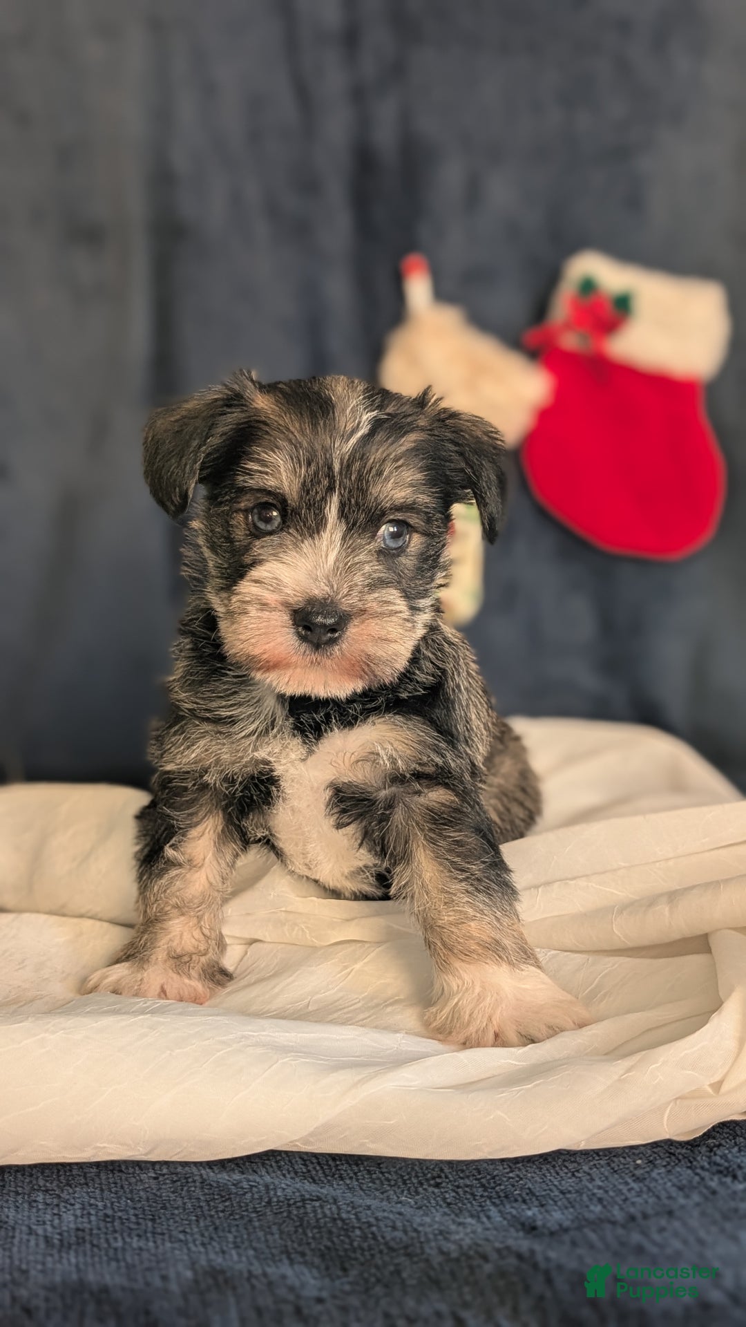 Miniature Schnauzer dogs for sale: Willow  - Ad 13