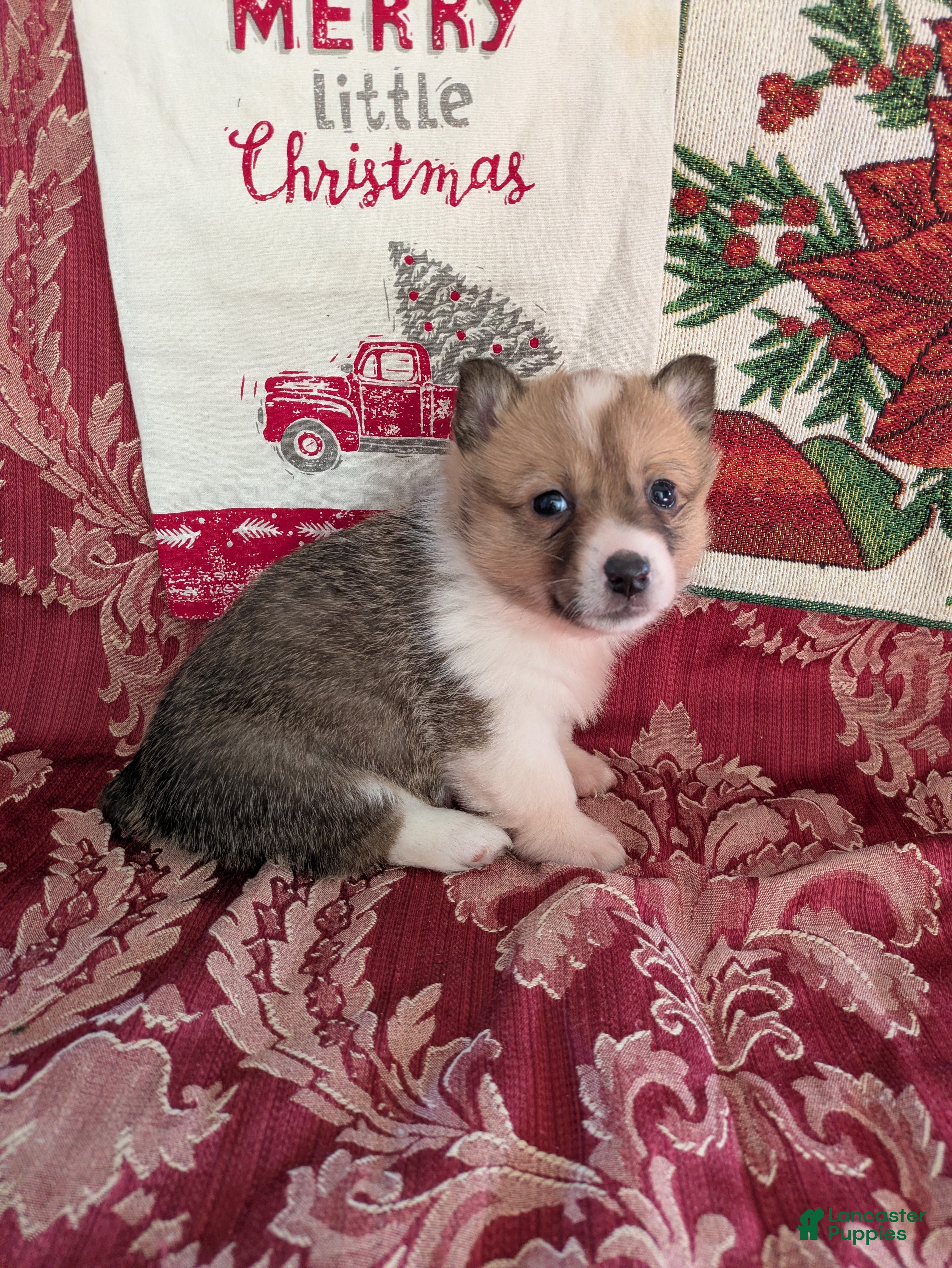 Welsh Corgi Pembroke dogs Fern - Ad 28