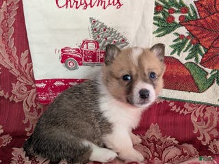 Welsh Corgi Pembroke dogs Fern - Ad 17