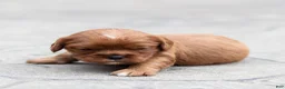 Cavalier King Charles Spaniel dogs for sale: Pepper Cavalier King Charles Spaniel Puppy  - Ad 3