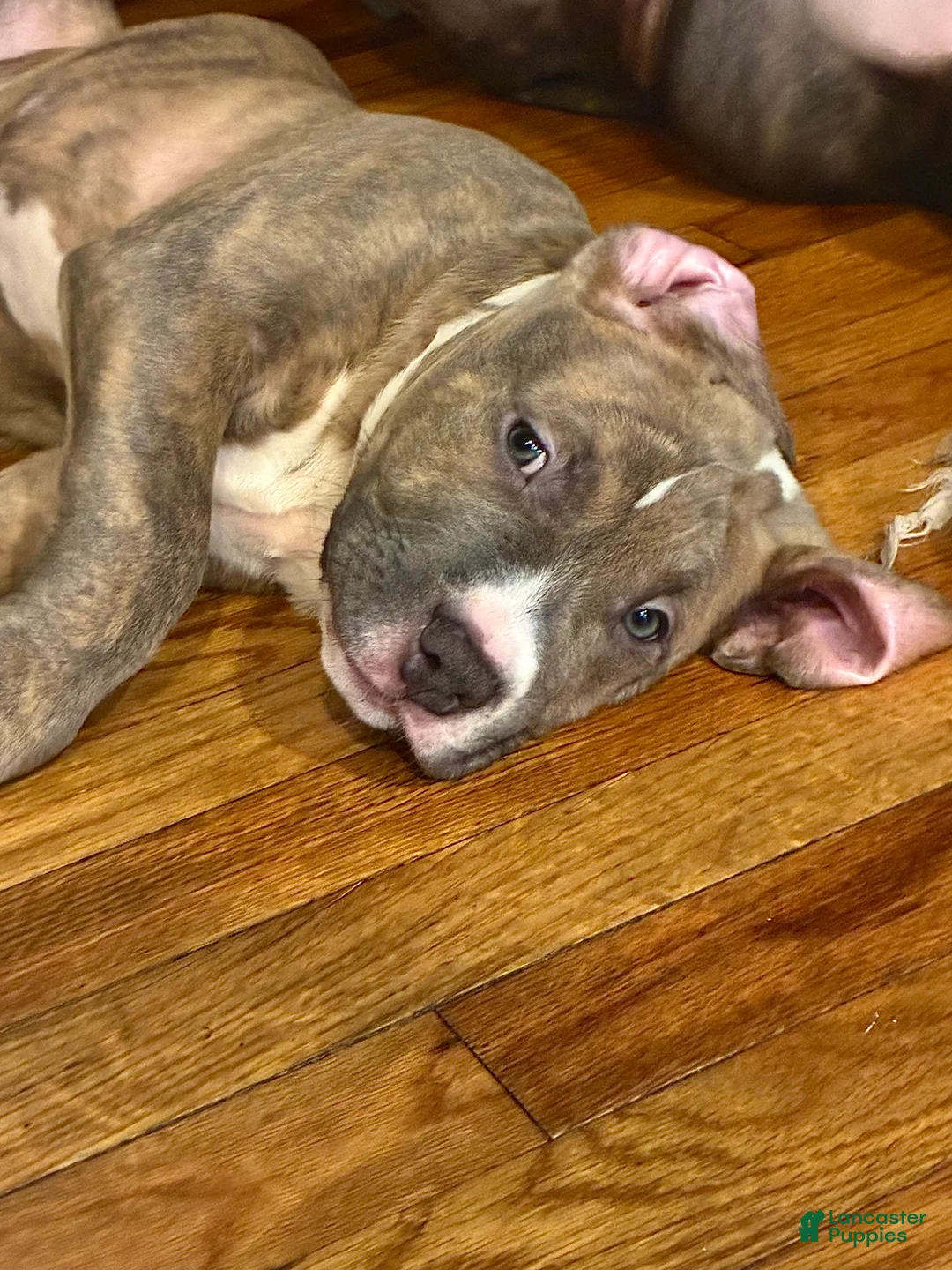 American Bully dogs for sale: Napoleon  - Ad 1