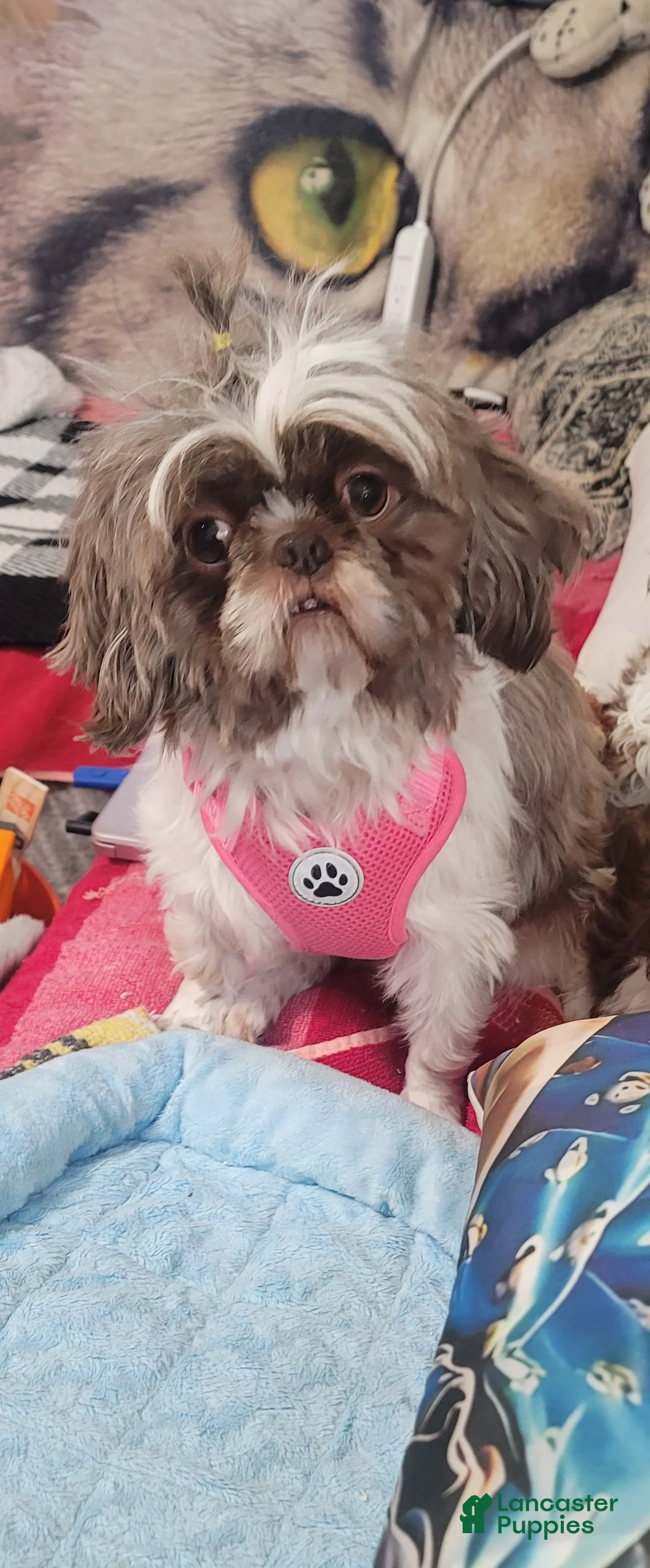 Shih Tzu dogs for sale: Shih Tzu 1 - Ad 2