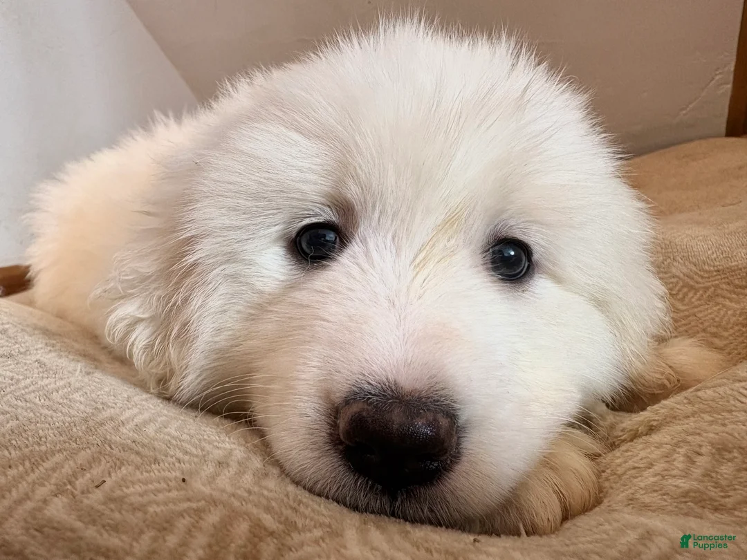 Great Pyrenees dogs for sale:  Puppy 5 (Green Collar)  - Ad 2