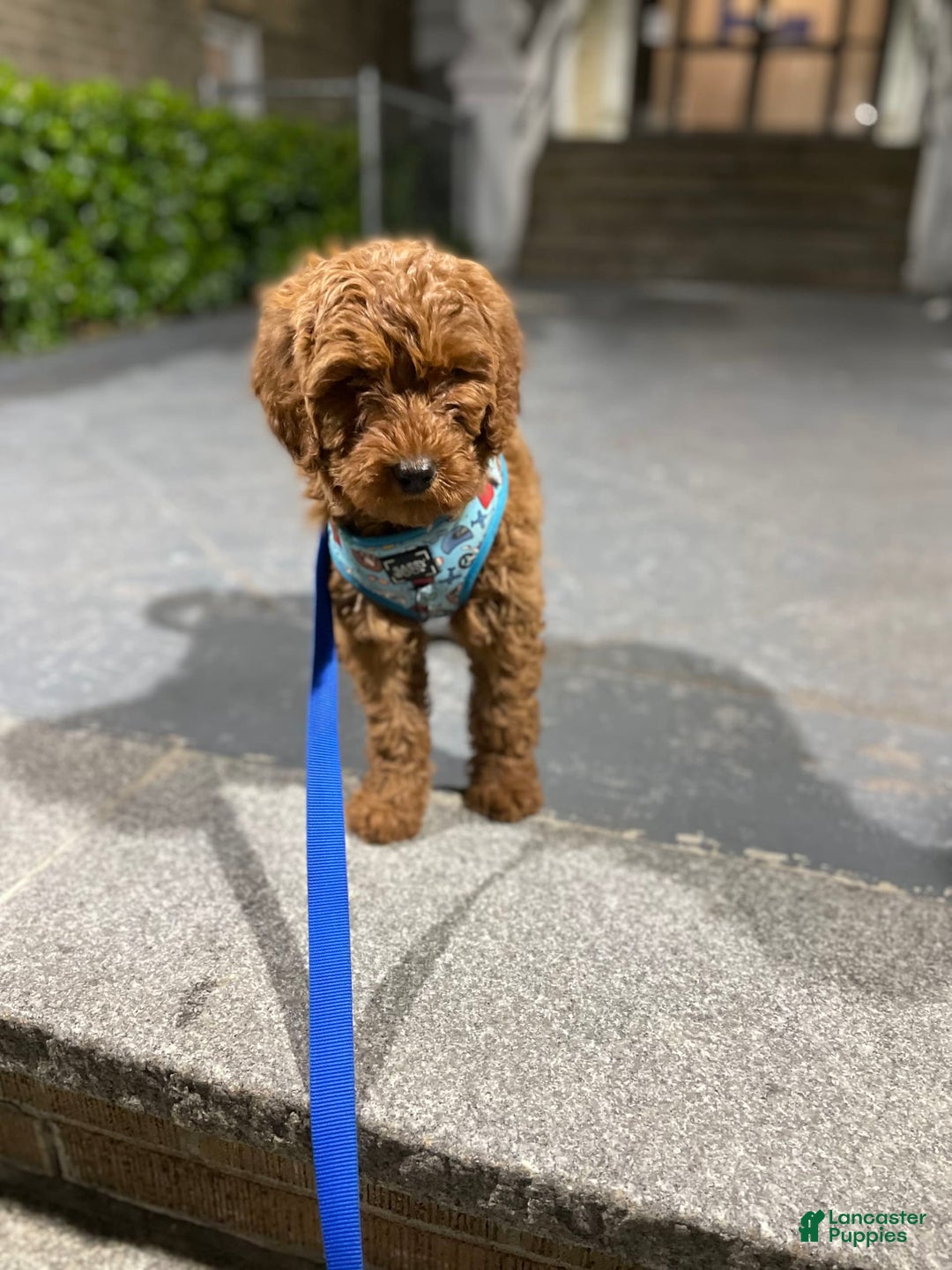 Gallery Image {{count}}