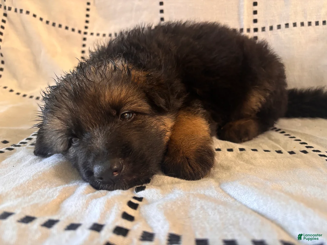 German Shepherd dogs for sale: Bandit (green collar) - Ad 2