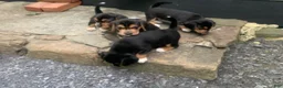 Beagle dogs for sale: Bruiser - Ad 1