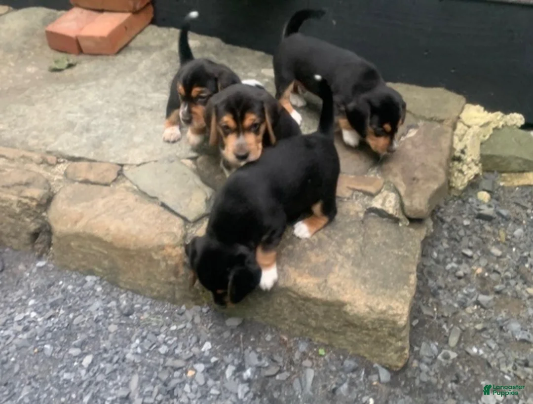 Beagle dogs for sale: Bruiser - Ad 1