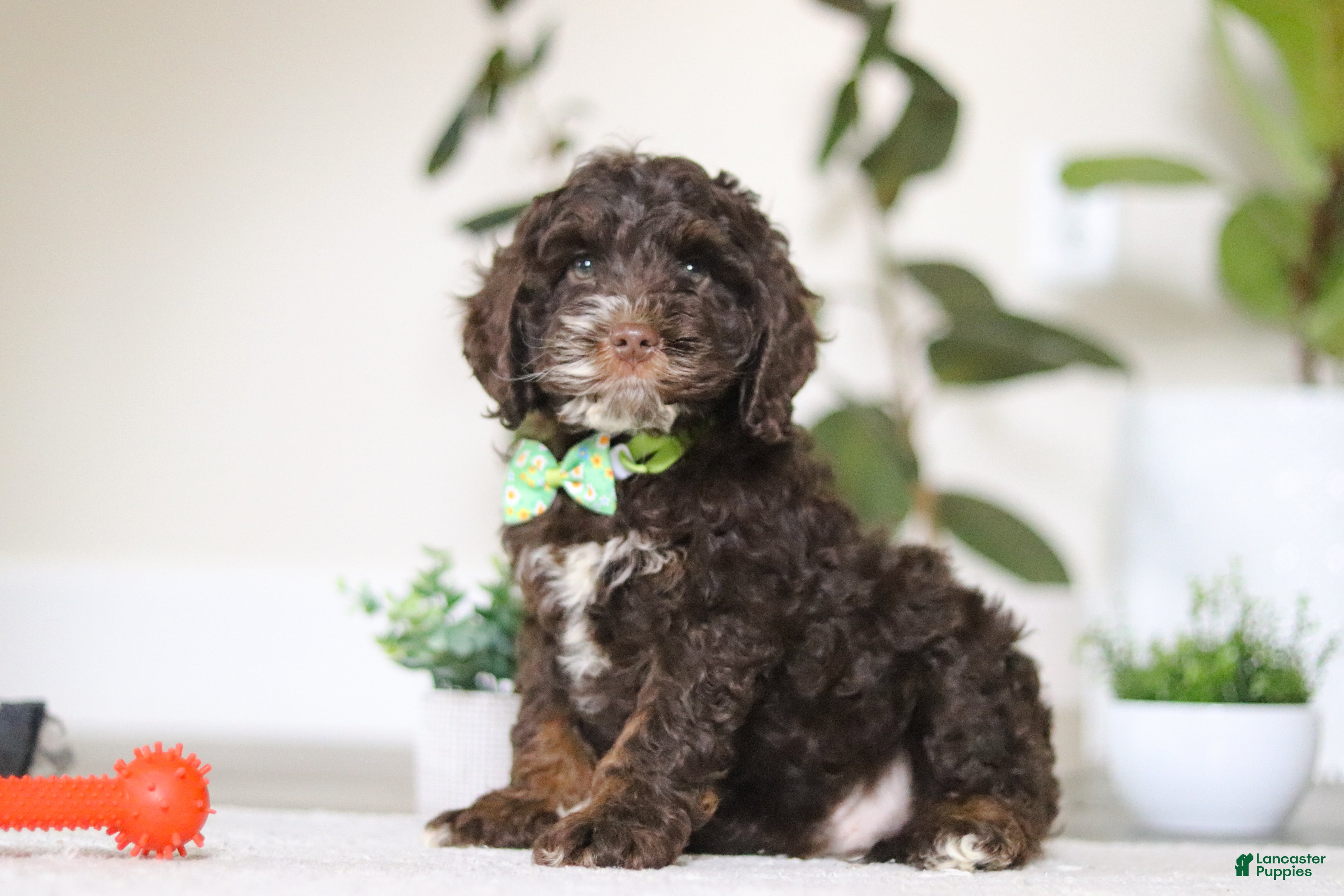 Cockapoo dogs Theo - Ad 1