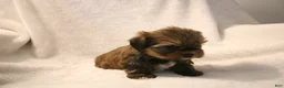 Shorkie dogs for sale: Becca - Ad 12