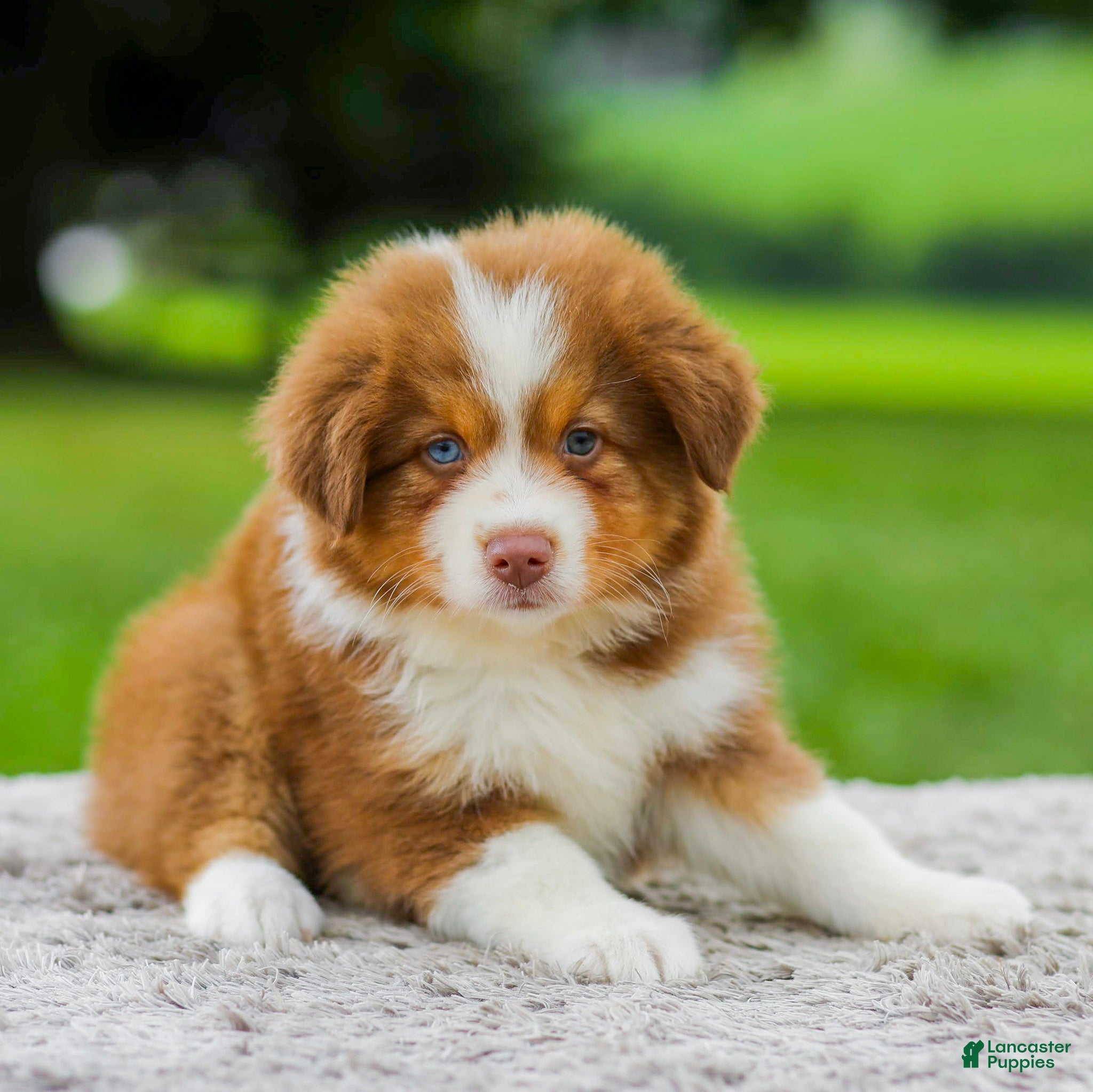 Miniature Australian Shepherd dogs Coby - Ad 1