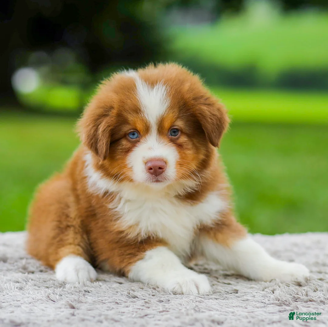 Miniature Australian Shepherd dogs for sale: Coby - Ad 1