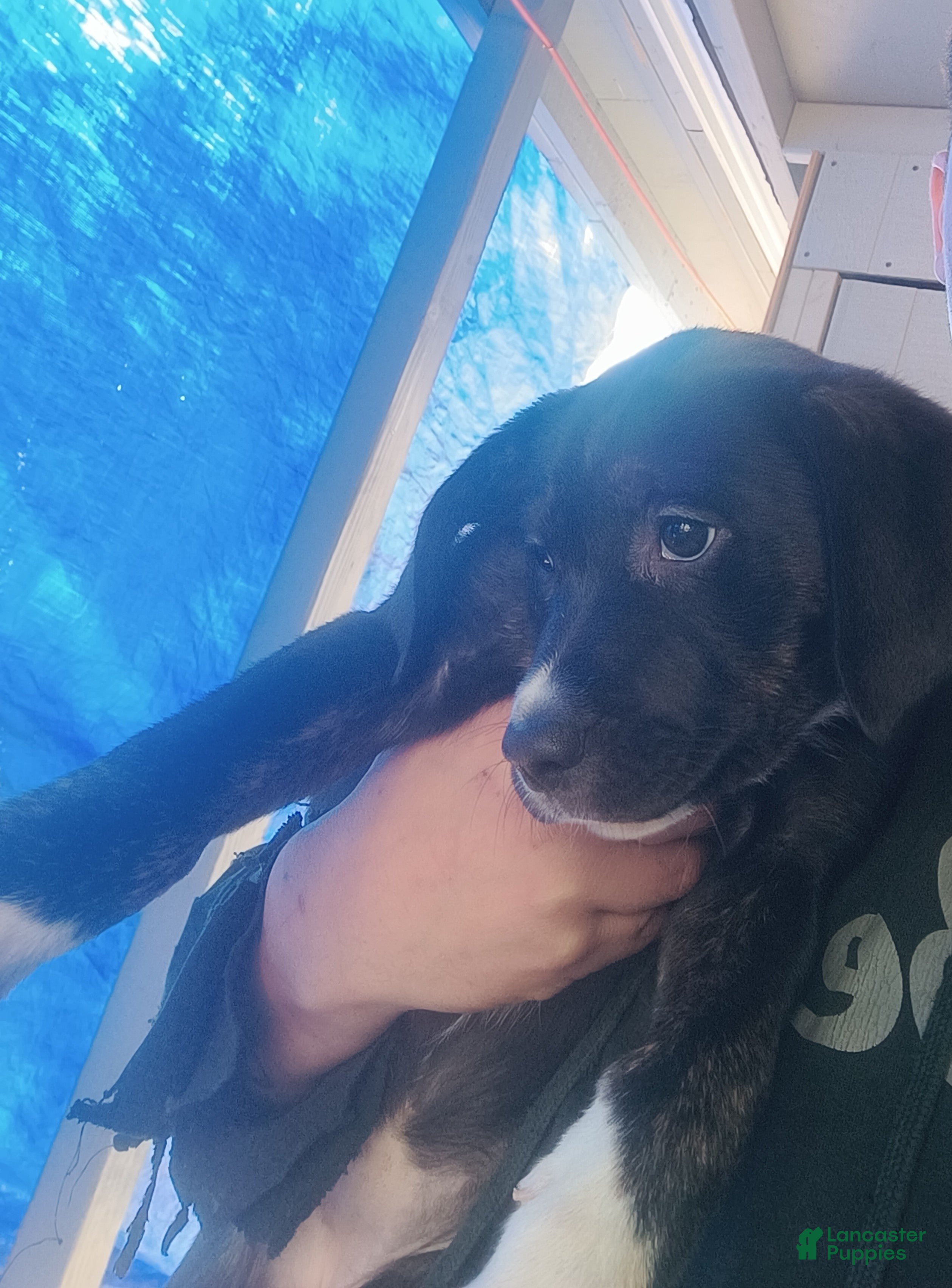 Mixed Breed dogs Coco - Ad 16