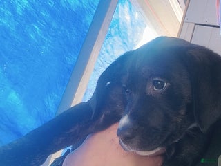 Mixed Breed dogs Coco - Ad 16