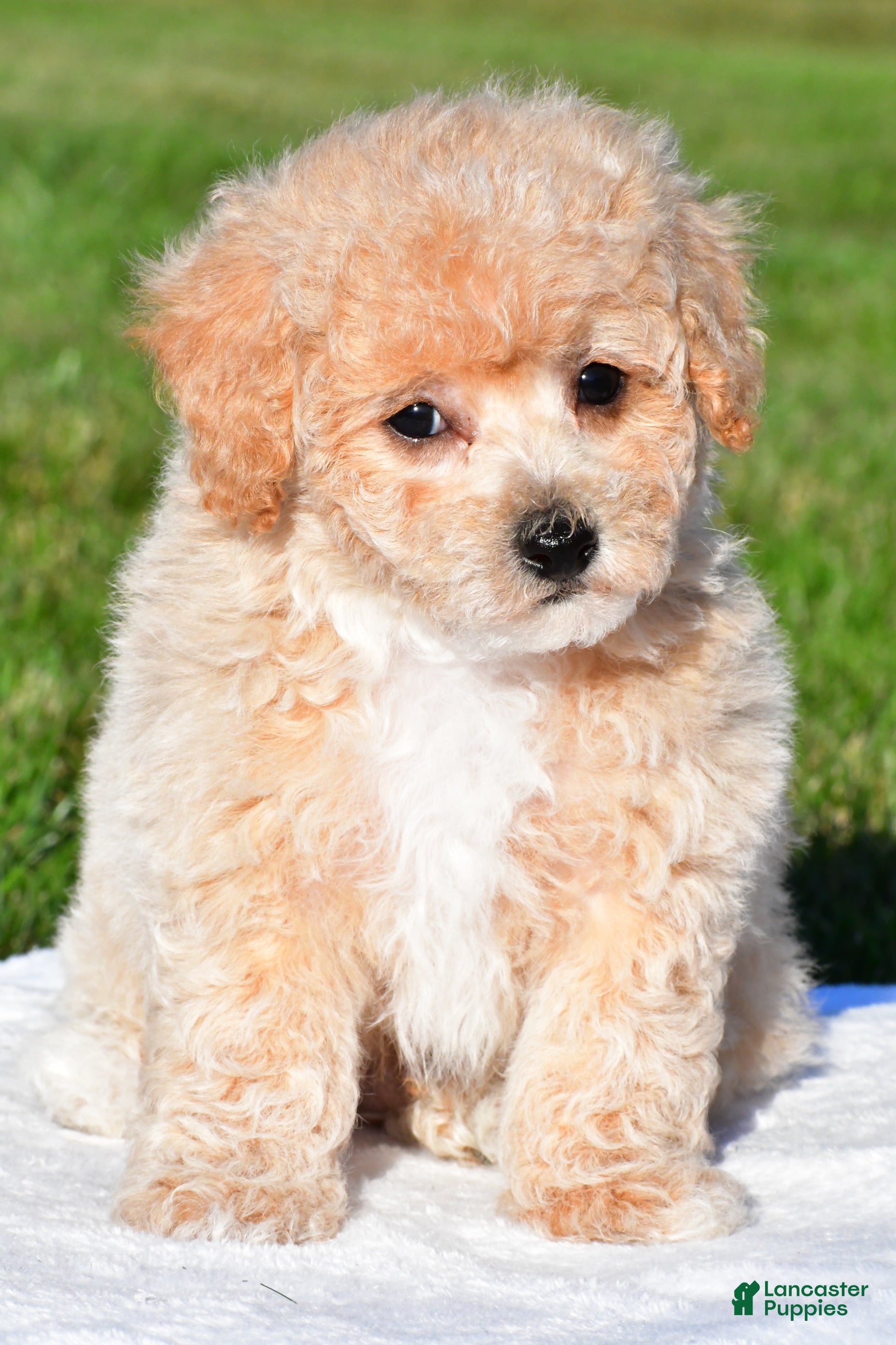 Bichpoo dogs for sale: clint - Ad 1