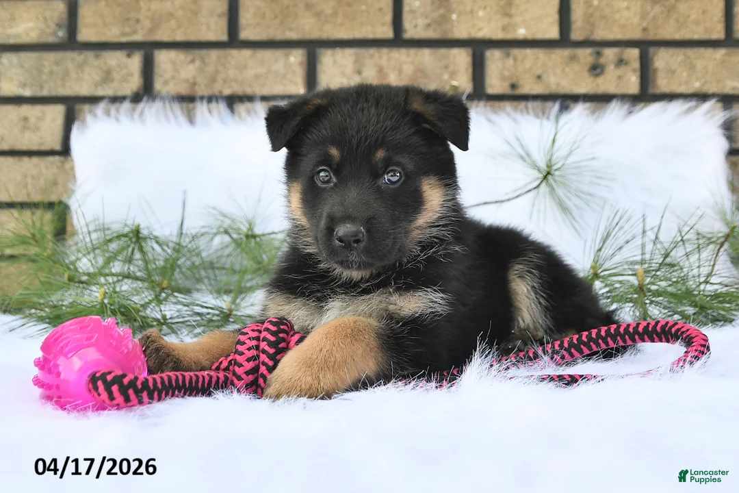German Shepherd dogs for sale: Grace - Ad 2