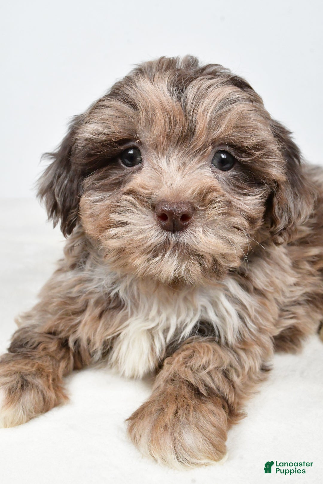 Shihpoo dogs for sale: Jordan - Ad 3