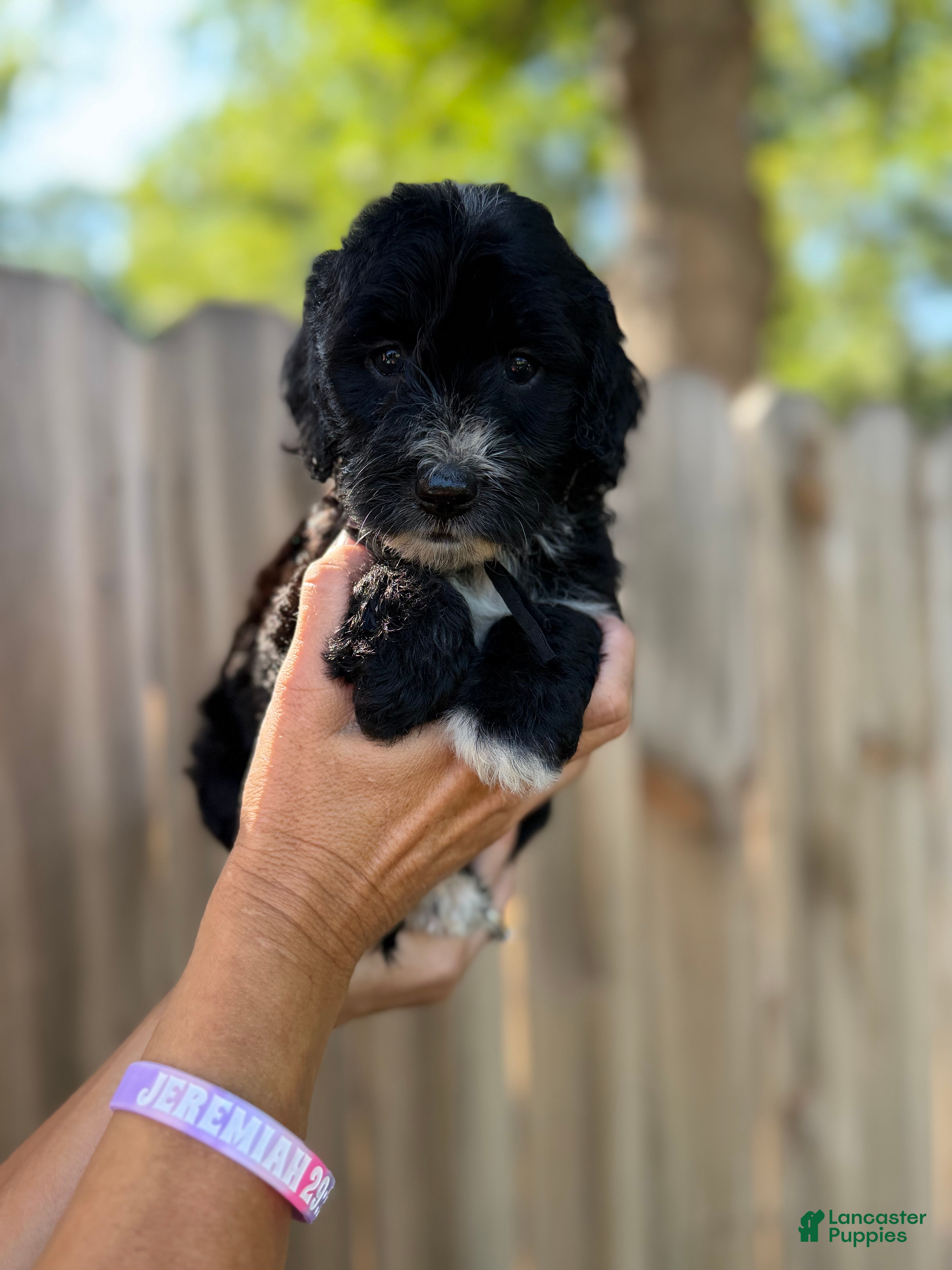 Mixed Breed dogs Mixed Breed 4 - Ad 8