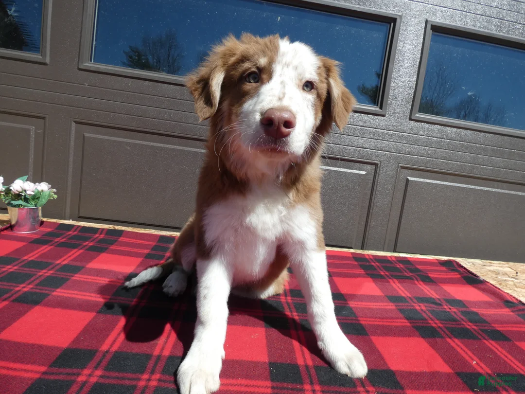 Gallery Image {{count}}