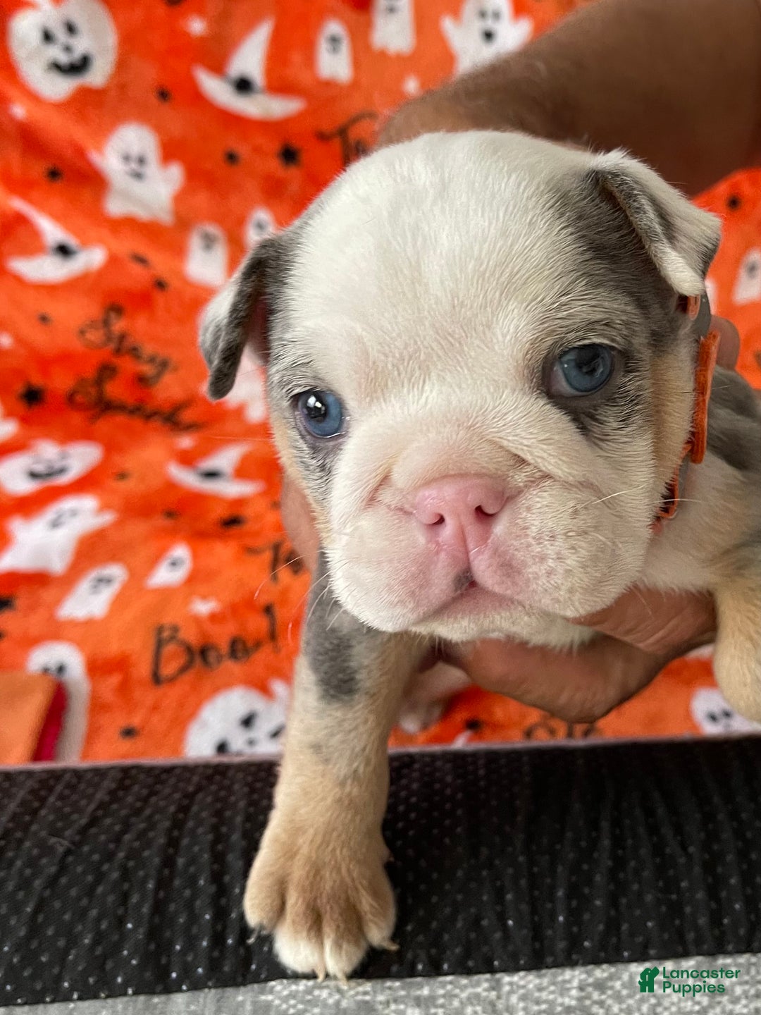 English Bulldog dogs for sale: English Bulldog Puppy 5 - Ad 13