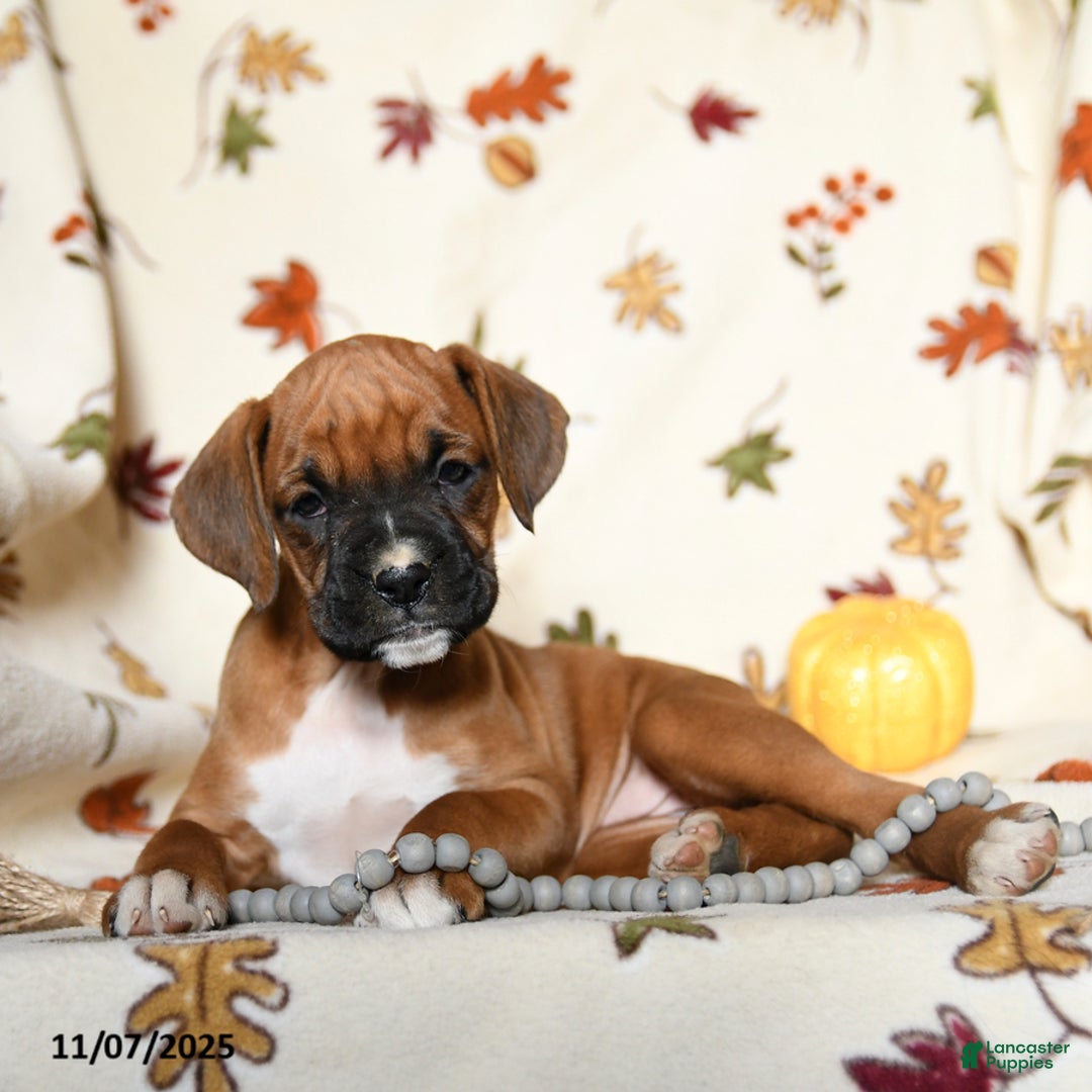 Boxer dogs for sale: Basil - Ad 6