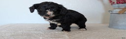 Mini Bernedoodle dogs for sale: Vern - Ad 3