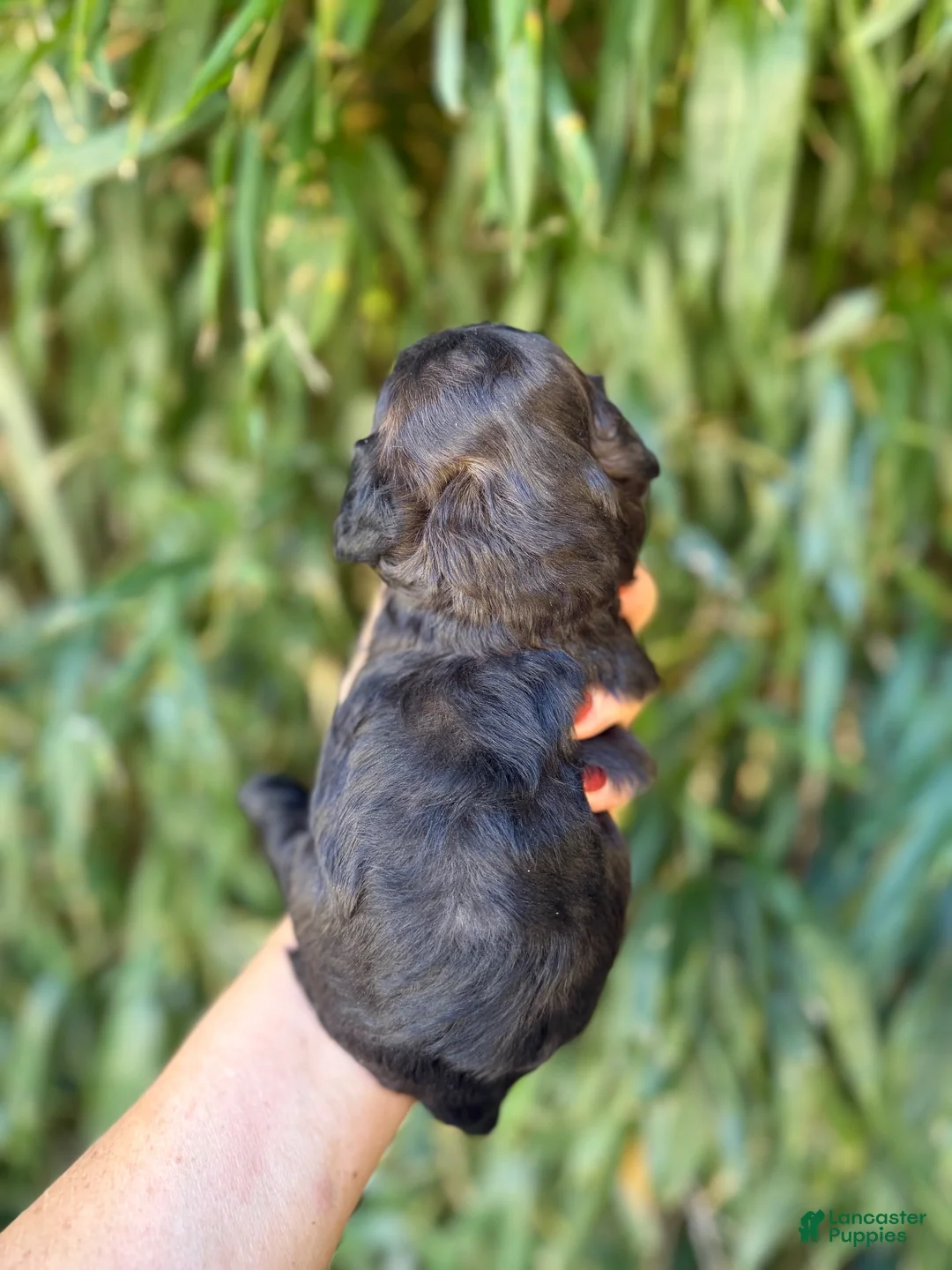 Cockapoo dogs for sale: Cockapoo 5 - Ad 2