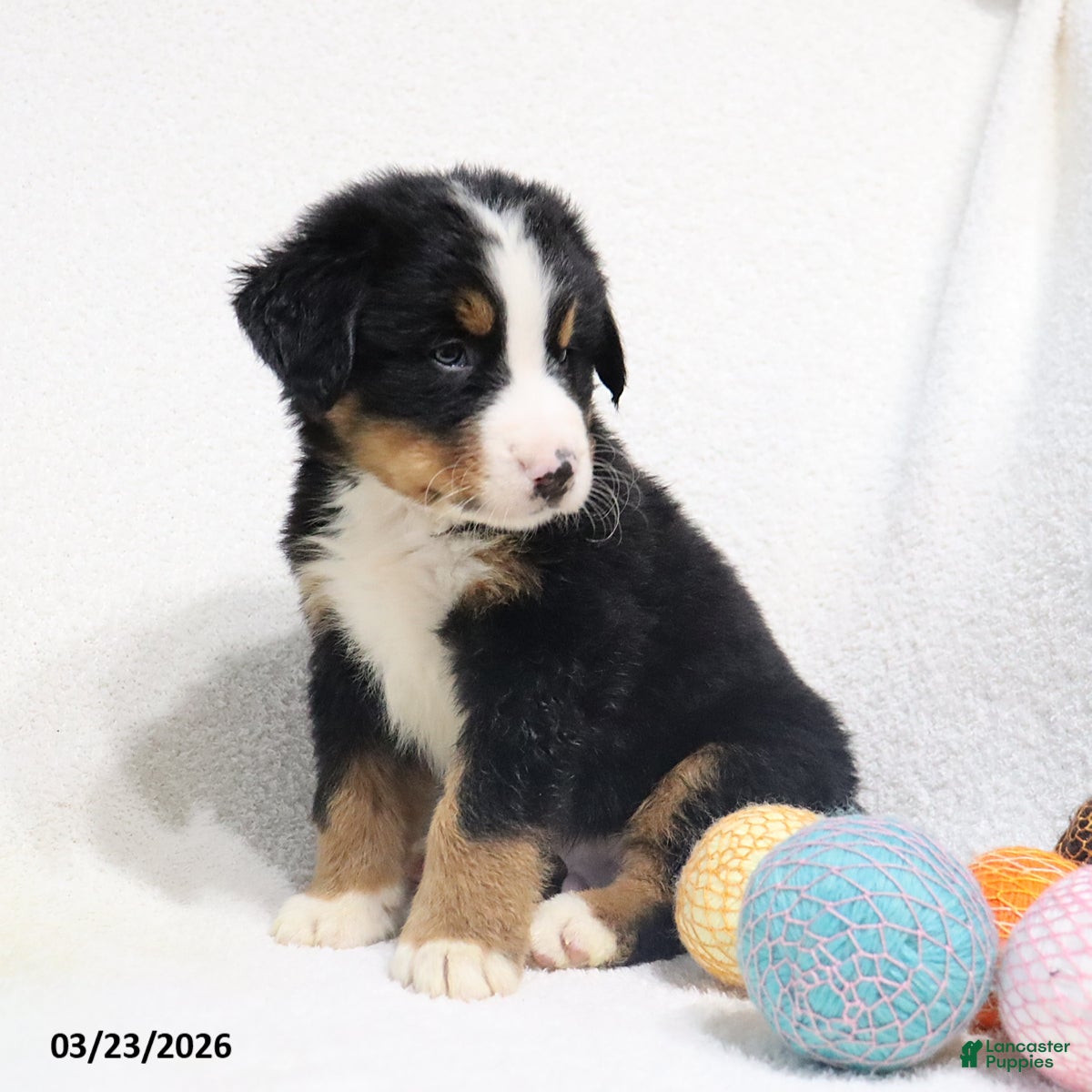 Bernese Mountain Dog dogs Murphy - Ad 1
