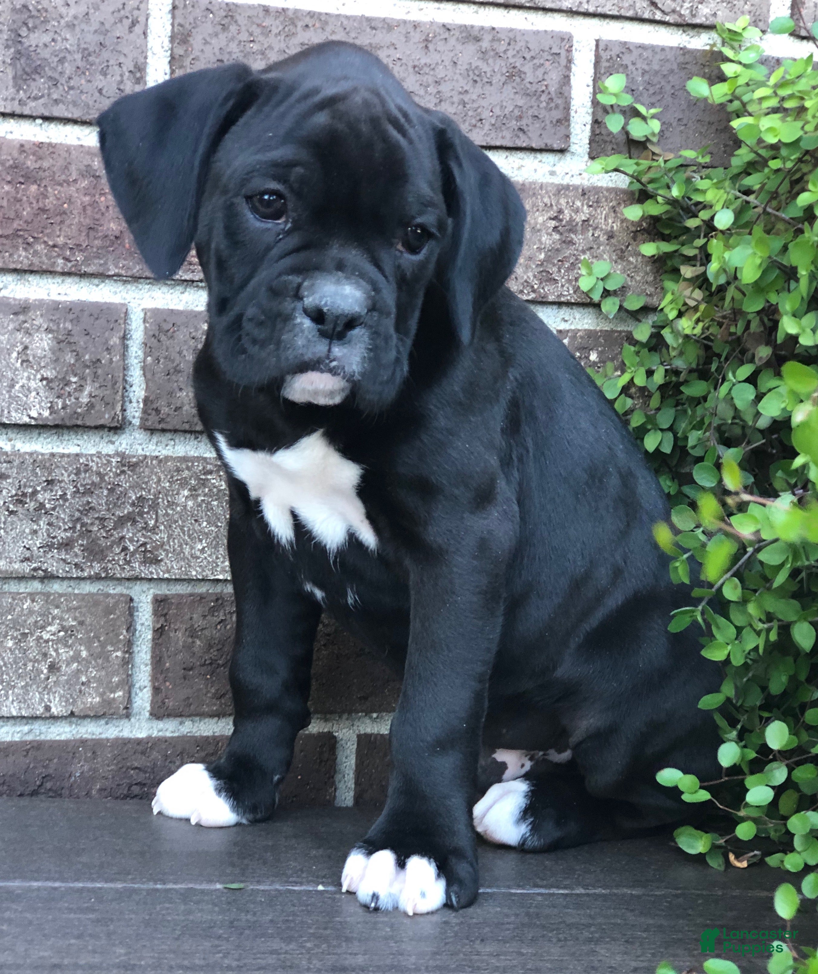 Boxer dogs Asher - Ad 2