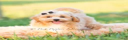 Maltipoo dogs for sale: Louie - Ad 2