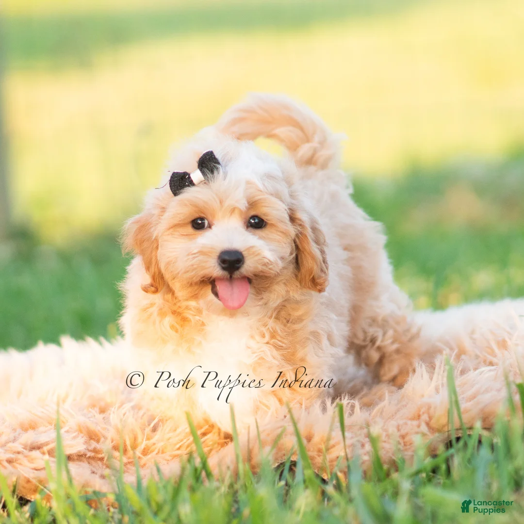 Maltipoo dogs for sale: Louie - Ad 2