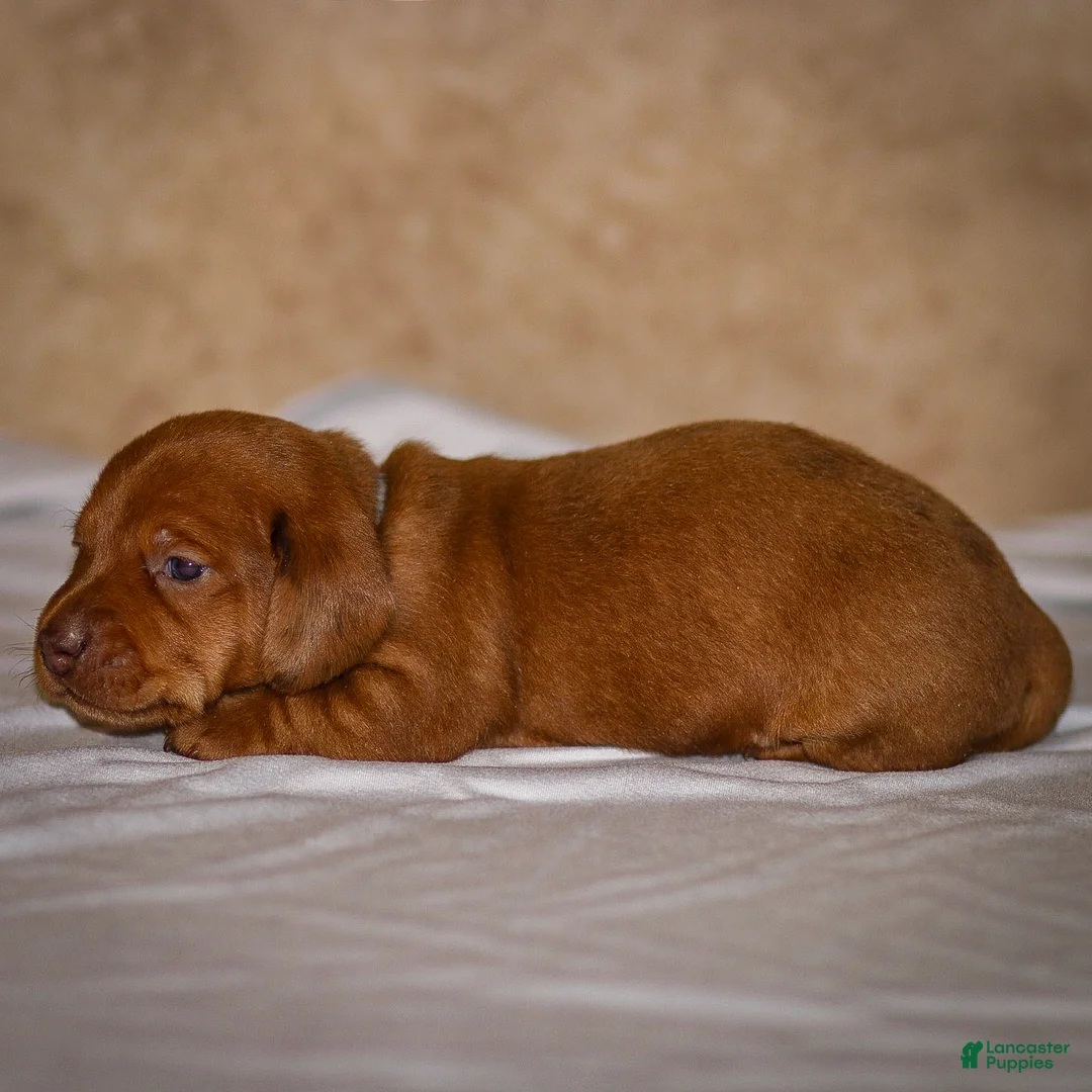 Dachshund dogs for sale: Harry - Ad 14