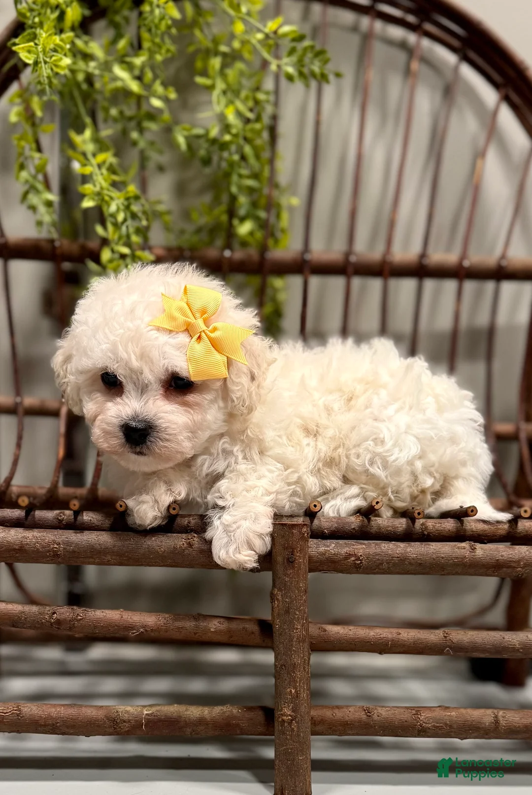 Bichon Frise dogs for sale: ACA Mason - Ad 2