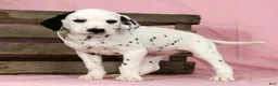Dalmatian dogs for sale: Lily - Ad 7