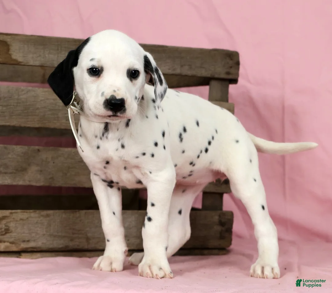 Dalmatian dogs for sale: Lily - Ad 7