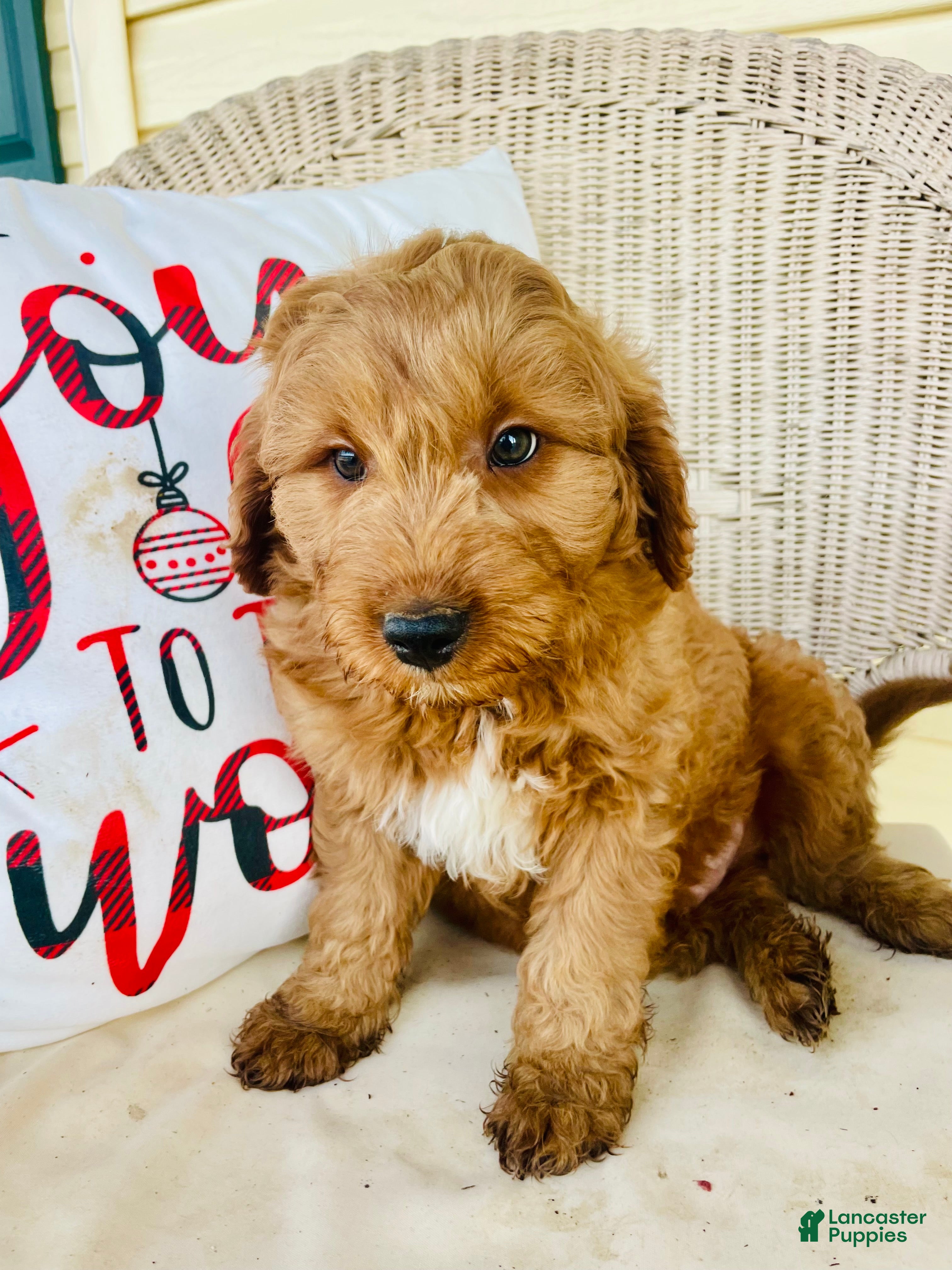 Goldendoodle dogs Gru - Ad 37