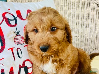 Goldendoodle dogs Gru - Ad 42