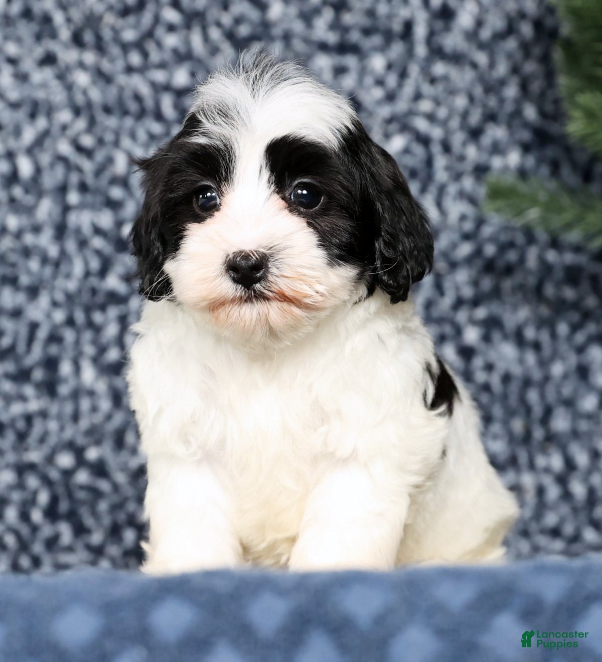 Havapoo dogs Lincoln - Ad 2