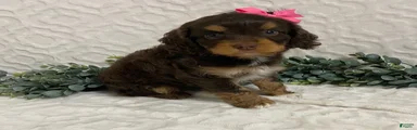 Layla