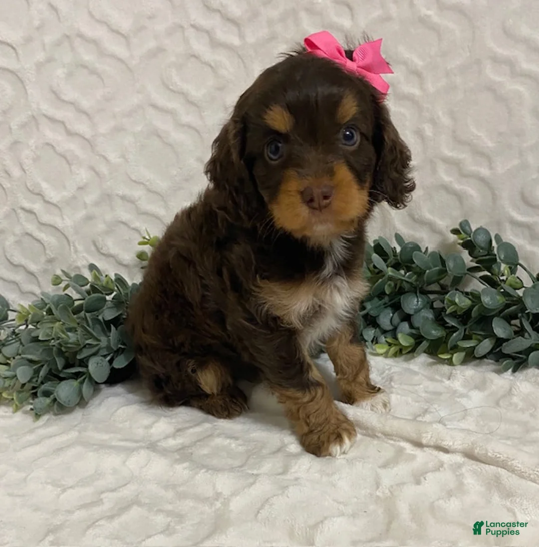 Cavapoo dogs for sale: Layla - Ad 1