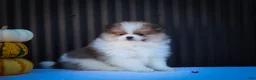 Pomeranian dogs for sale: Macey 🎀 - Ad 4
