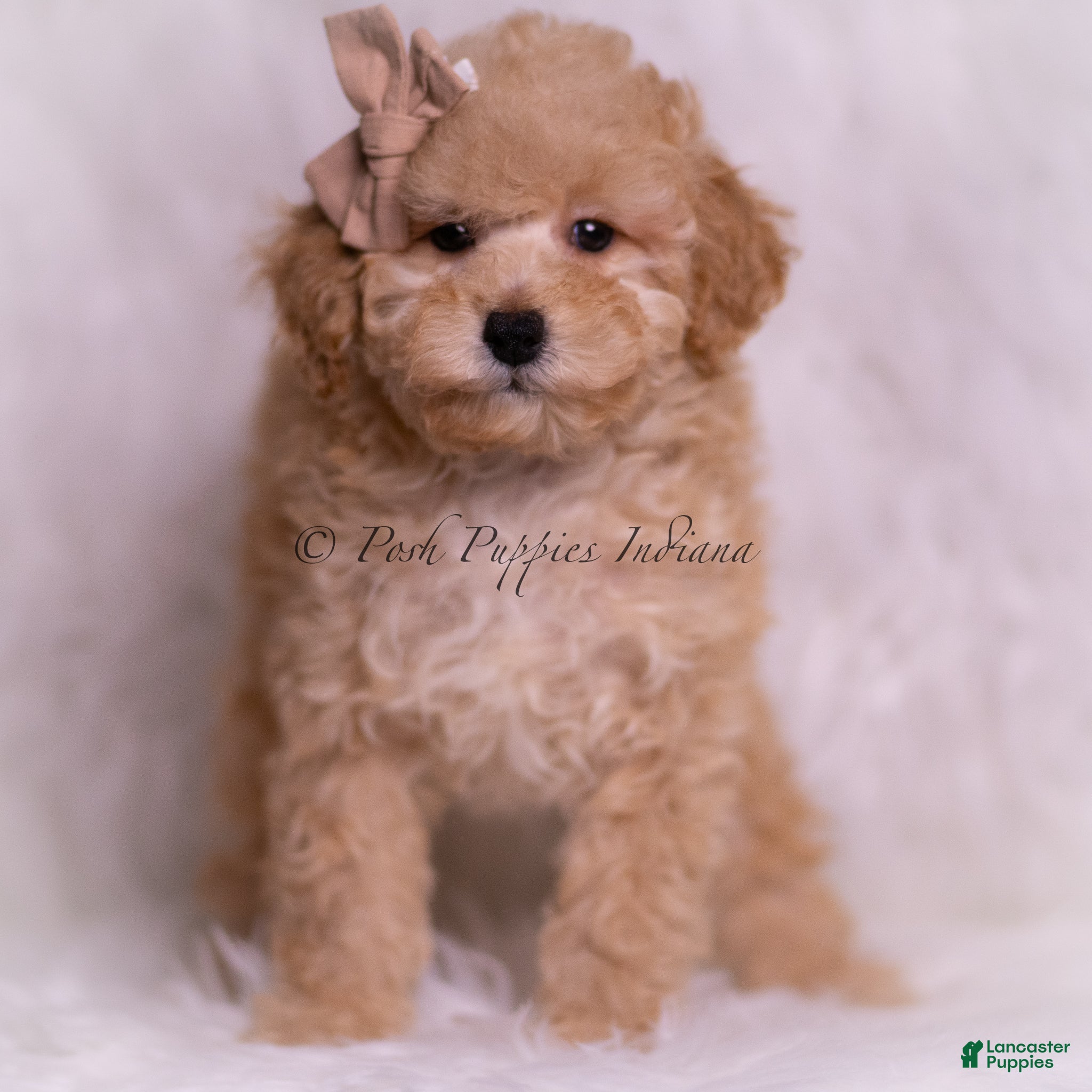 Toy Poodle dogs Tink - Ad 14