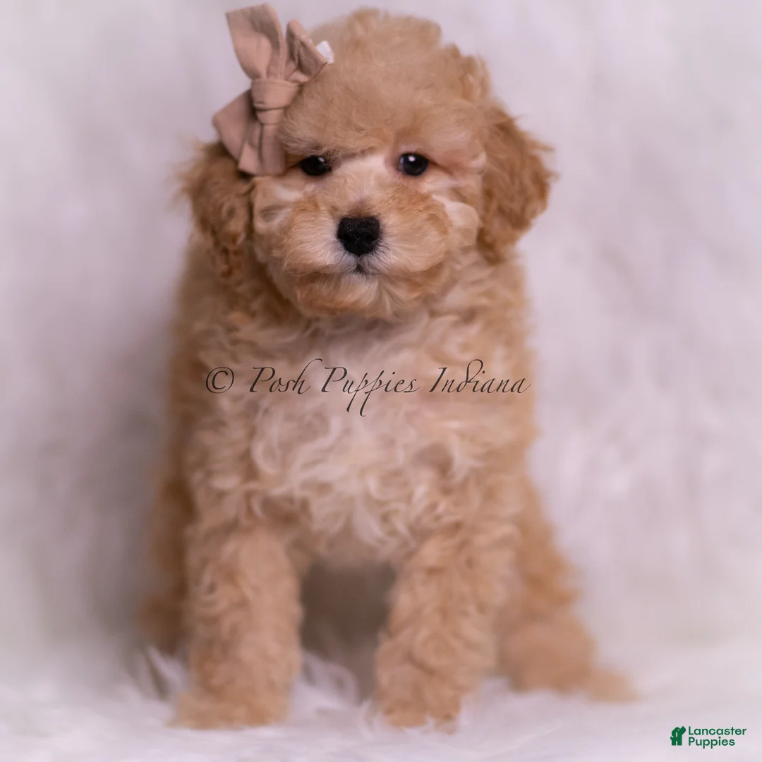 Toy Poodle dogs for sale: Tink - Ad 1