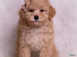 Toy Poodle dogs Tink - Ad 14