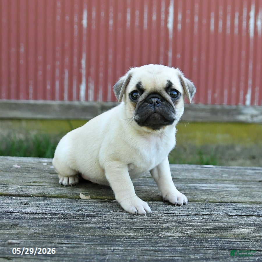 Pug dogs Lucy - Ad 2