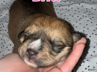 Mixed Breed dogs Britt - Ad 10