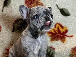 French Bulldog dogs - Ad 21