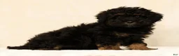 Mini Bernedoodle dogs for sale: Remi - Ad 4